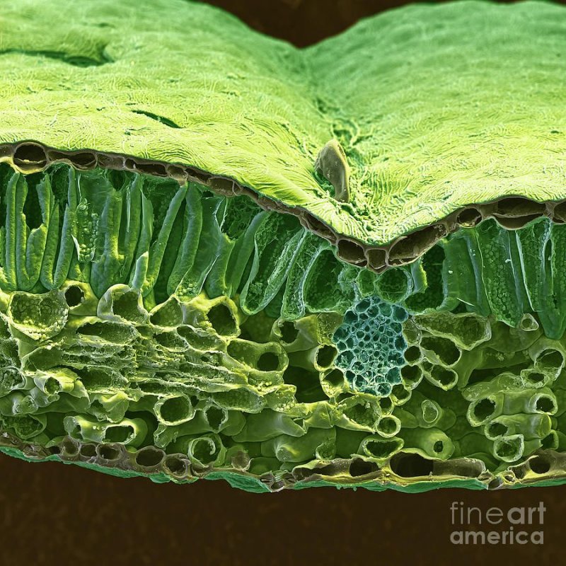 Микрофотография поперечного среза листа алоэ
