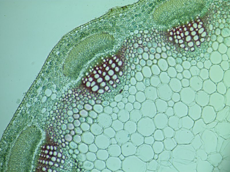 Лист растения под микроскопом