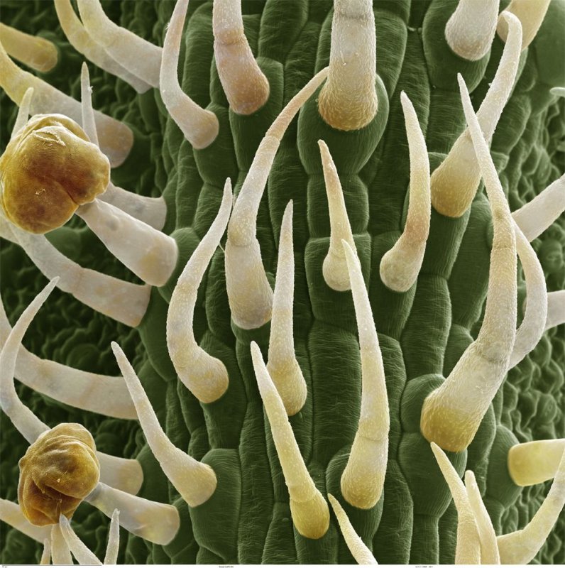 Ткани растений микропрепараты