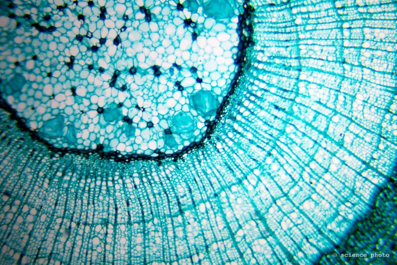 Хлоропласты в листе под микроскопом