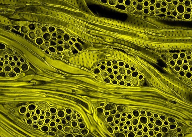 Клетки мякоти листа под микроскопом
