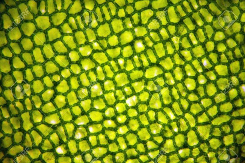 Дуб под микроскопом