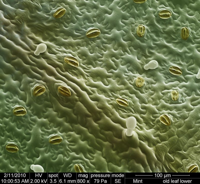Хлоропласт в микроскопе
