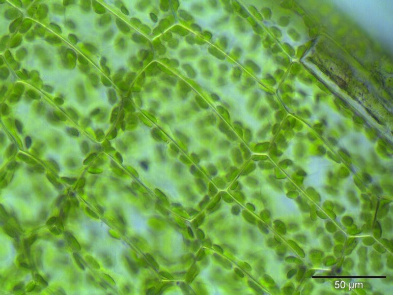 Зеленый лист под микроскопом