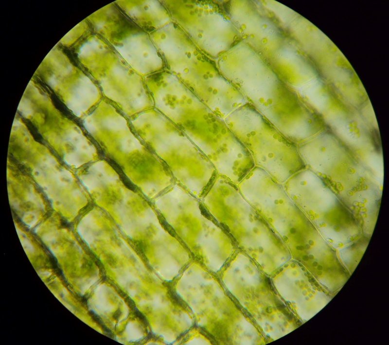 Клетки растения под микроскопо