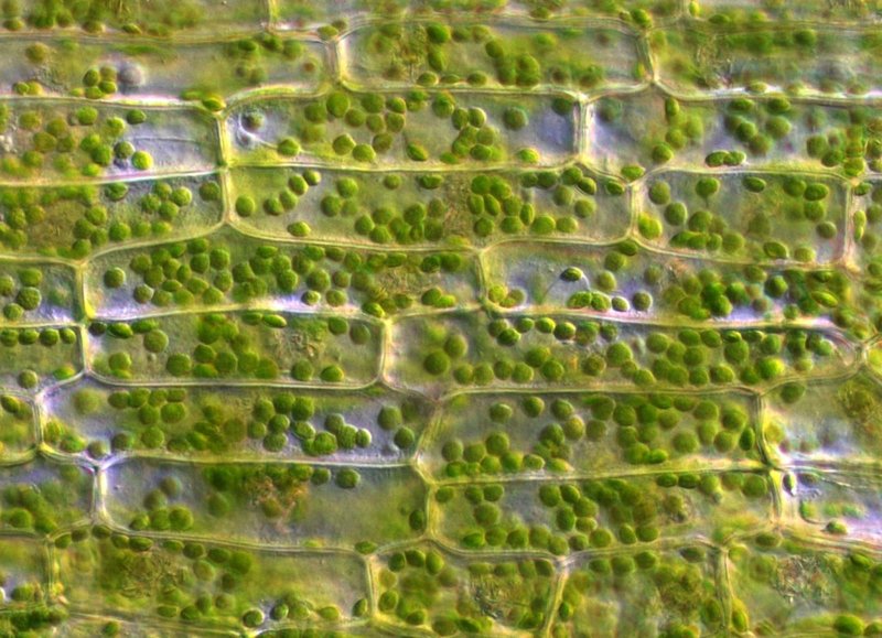 Клетки эпидермиса листа элодеи