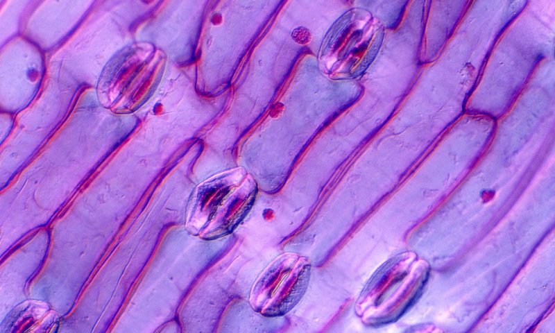 Сфагнум мох микроскоп