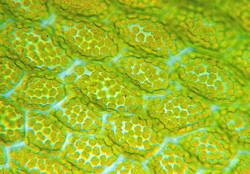 Микрофотография клетки листа шпината