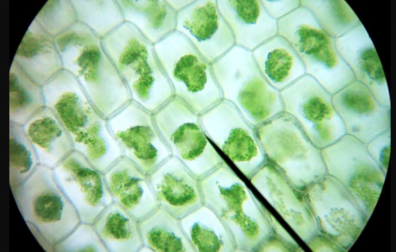 Морские клетки микроскоп