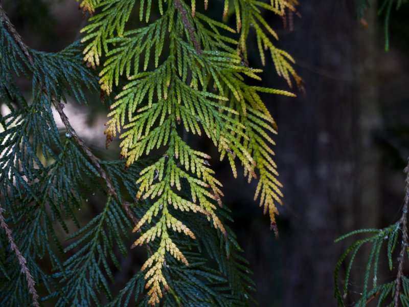 Кологривский лес лиственница