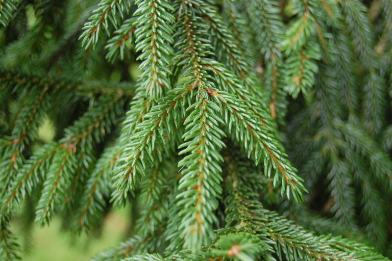 Ель Восточная (Picea orientalis Barnes) c3 20 - 30