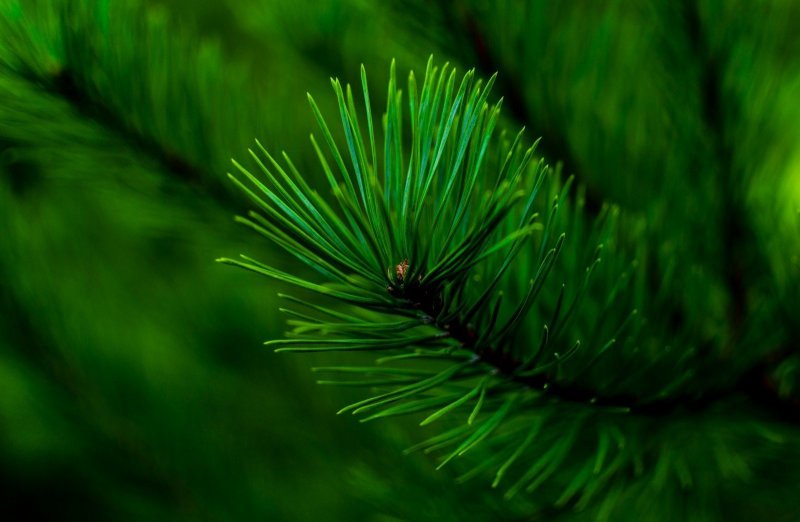 Пихтовый зелёный (fir Green)