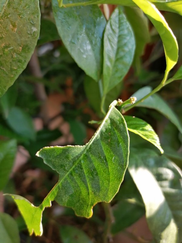 Болезни цитрусовых по листьям