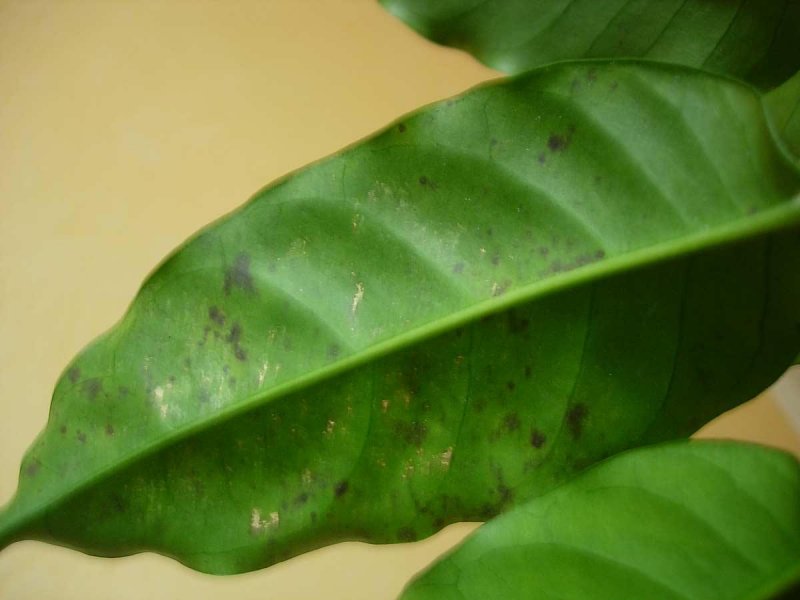 Комнатные растения болезни листьев