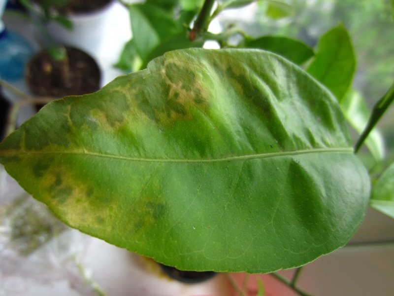 Грибок на листьях цитрусовых