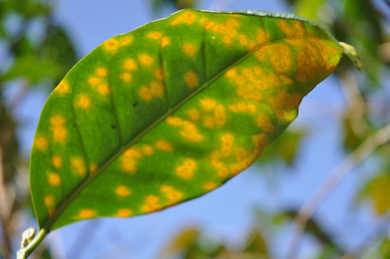 Пятнистость на листьях цитрусовых
