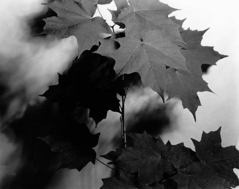 Листья в черно белом цвете