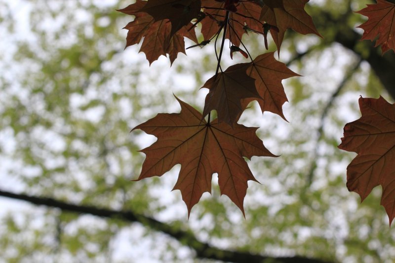 Клен дерево листья
