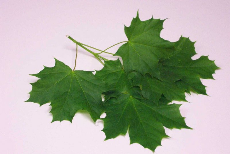 Клен остролистный лист и плод