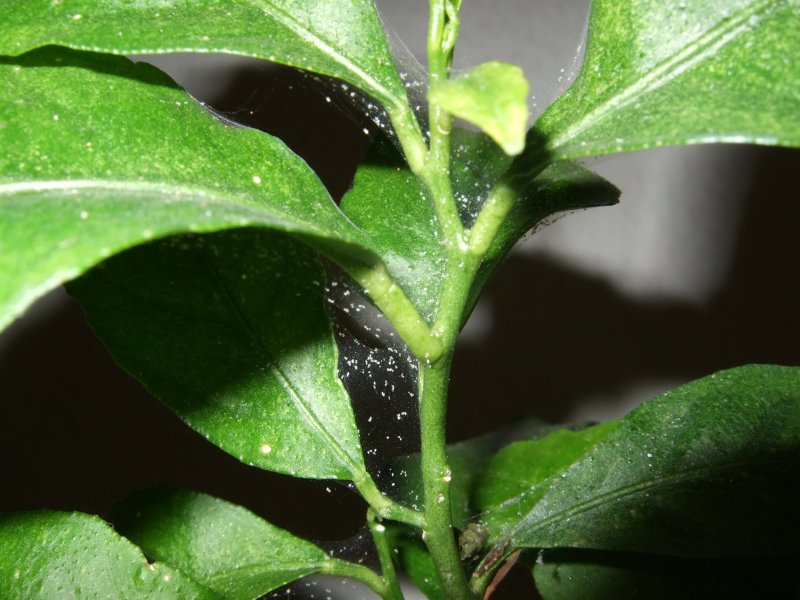 Белые точки на листьях цитрусовых