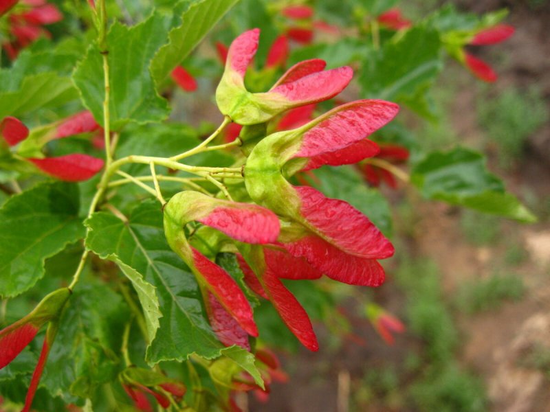 Acer ginnala Leaf
