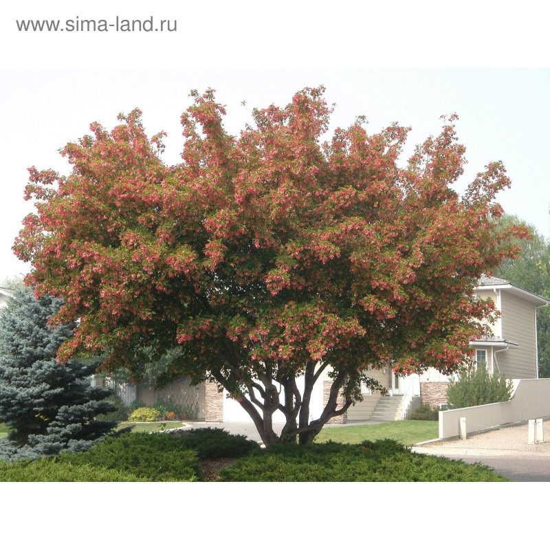Клен татарский (Acer tataricum ginnala