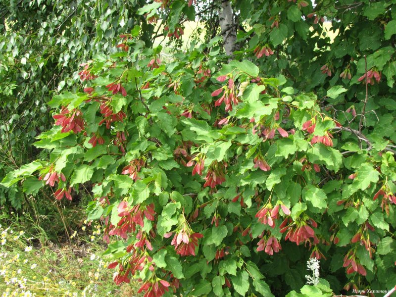 Acer tataricum subsp. Ginnala