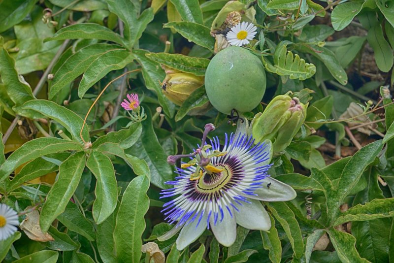Страстоцвет голубой пассифлора