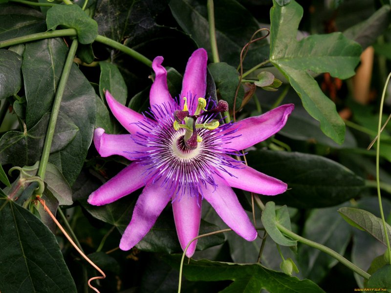 Пассифлора Passiflora Nicole