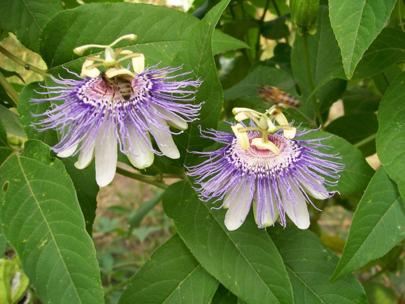 Страстоцвет (Passiflora)