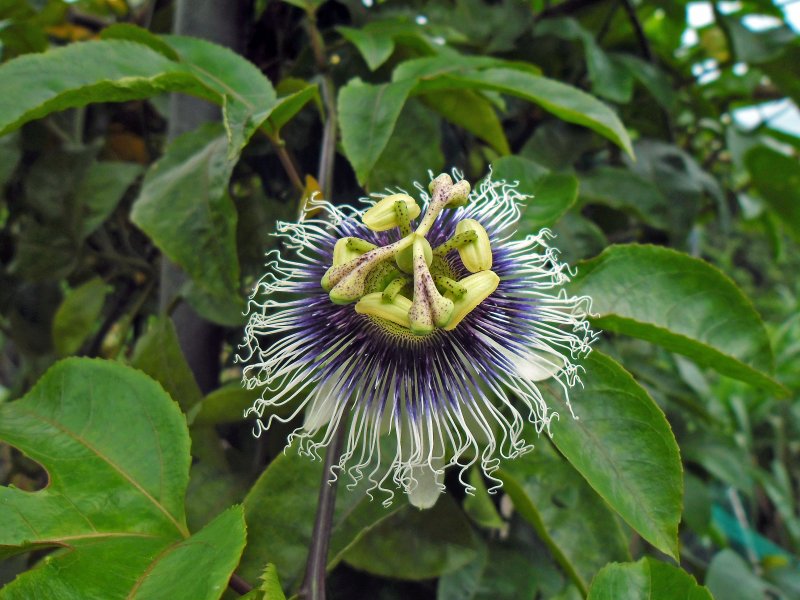 Пассифлора трехполосая Passiflora
