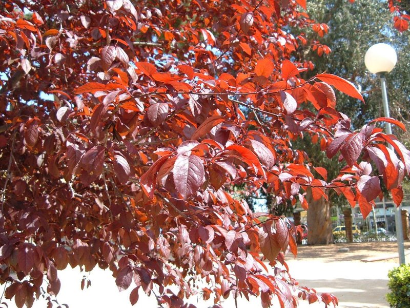 Алыча Prunus cerasifera