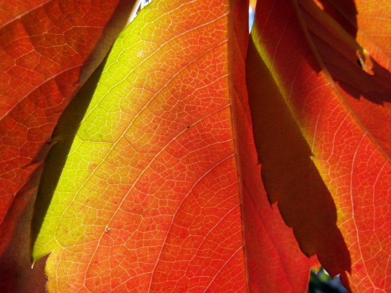 Удивительные осенние листья