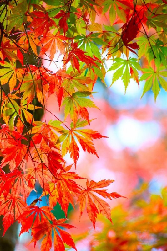 Листья осенью