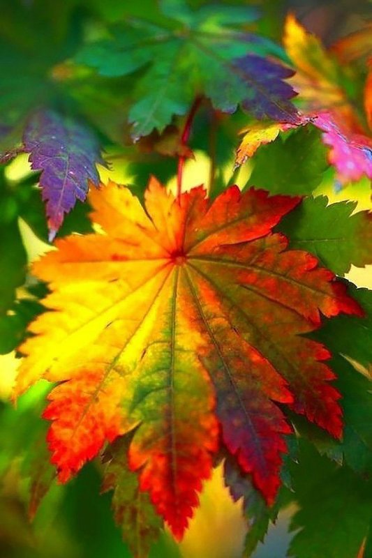 Разноцветные кленовые листья