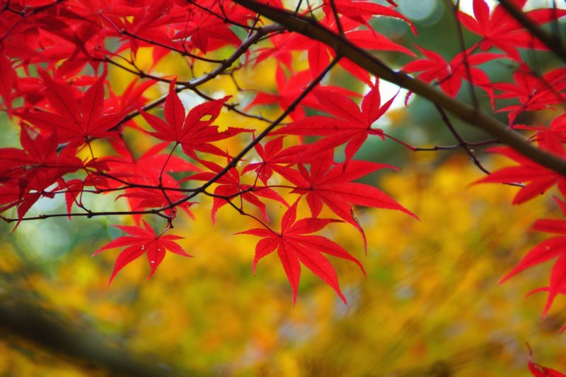 Яркие листья осени