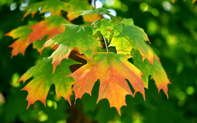 Осень фото красивые листья