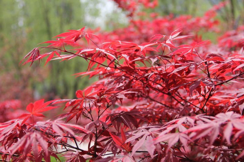 Клен японский красный Atropurpureum