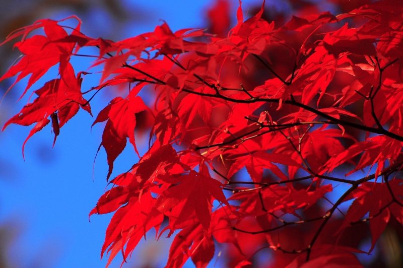 Клен с красными листьями