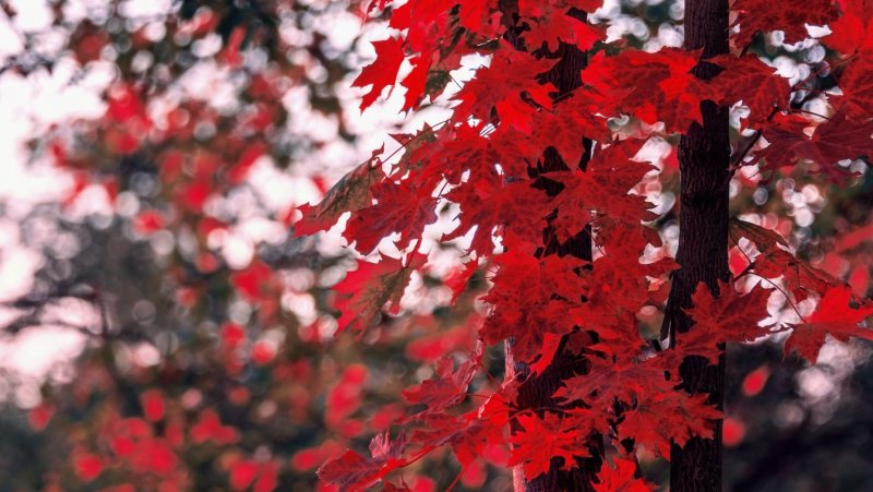 Клен красный autumn Radiance