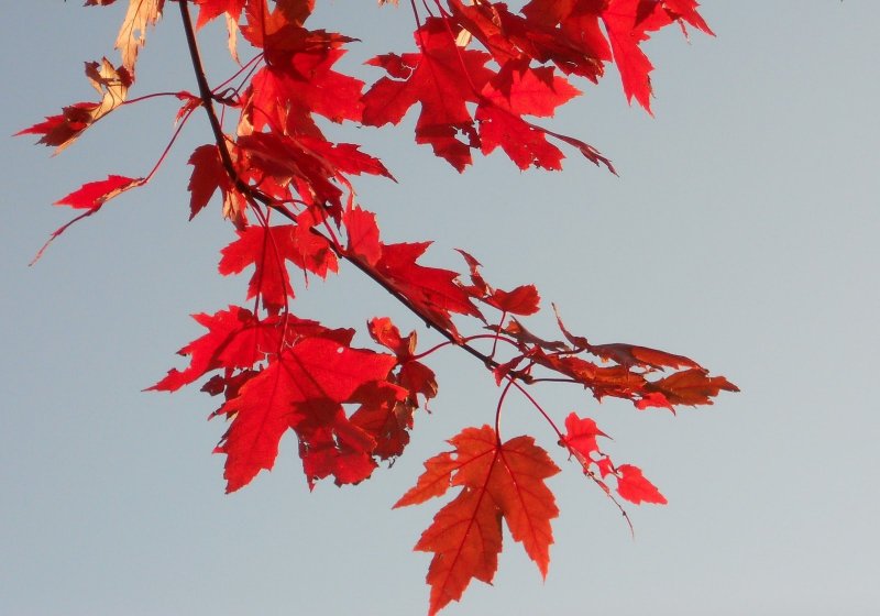Acer rubrum (клен красный) 'Red Sunset'