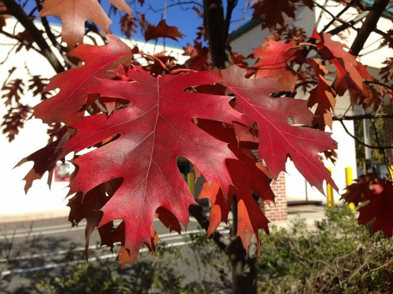 Дуб красный, Северный Quercus rubra