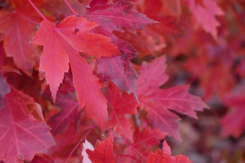 Клены с краснеющими осенью листьями