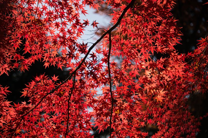 Дерево клён с красными листьями