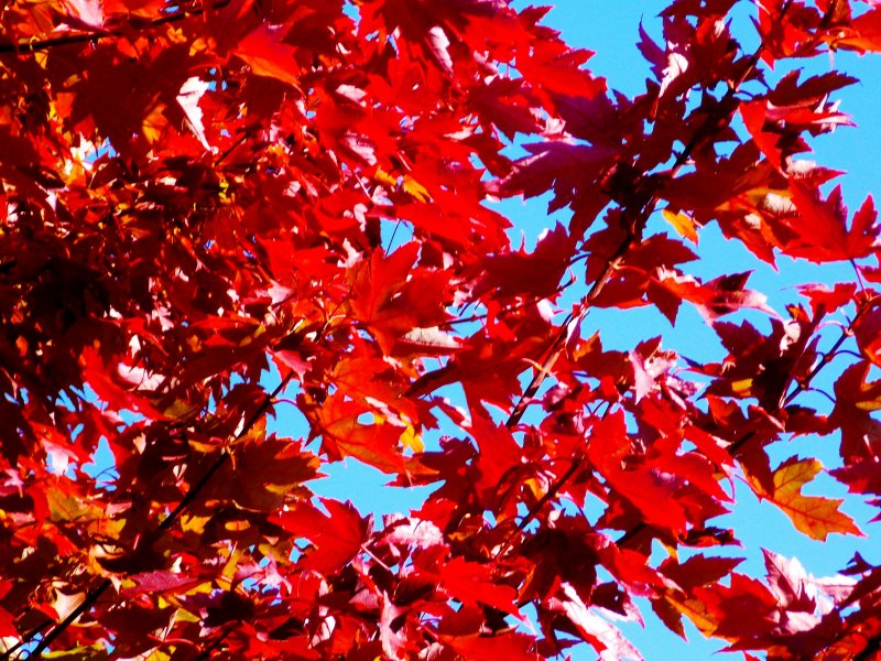 Клен красный осенью дерево