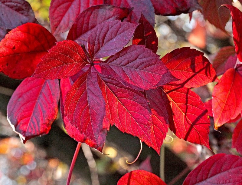 Скумпия с красными листьями