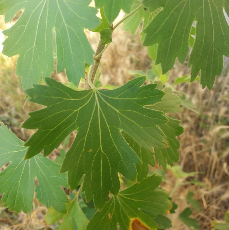 Смородиновый лист