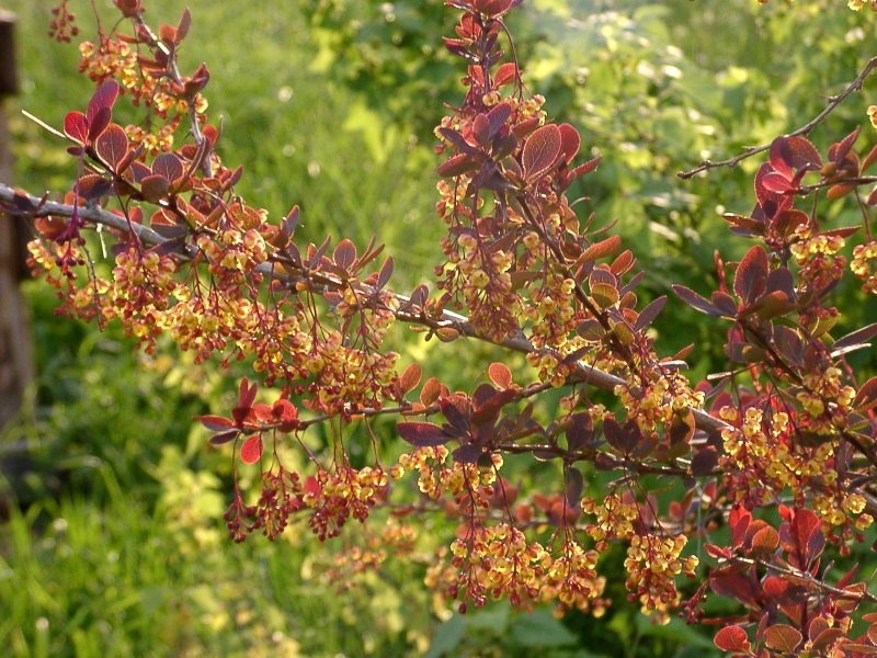 Барбарис обыкновенный осенью куст