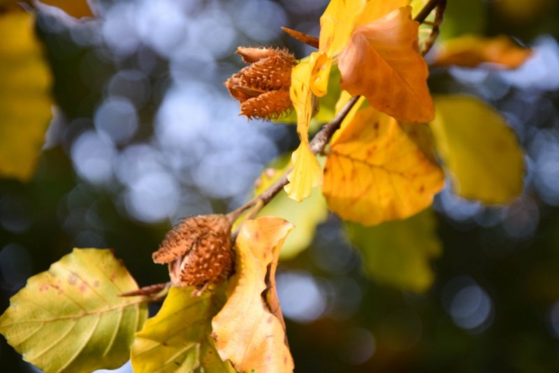 Листья ольхи осенью