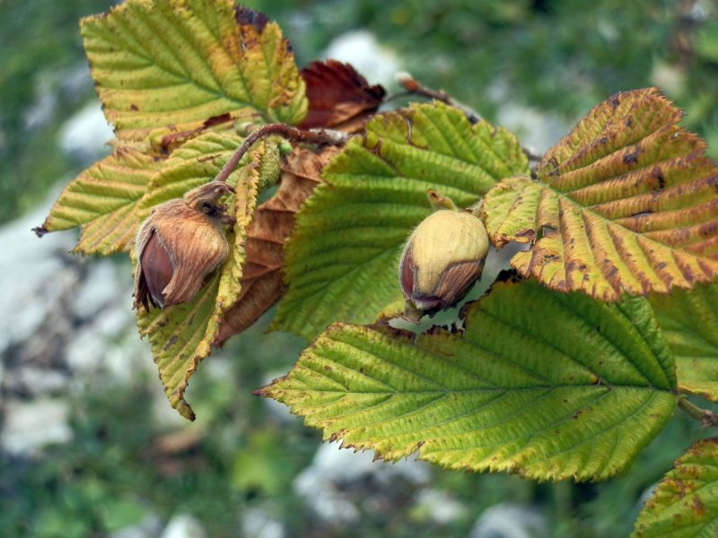 Лещина обыкновенная листья